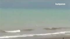Seekor buaya terlihat menyeret jasad seorang pria ke tepi Pantai Nino