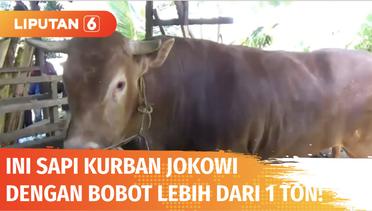 Sapi Kurban Jokowi, Jenis Limosin dengan Bobot Lebih dari 1 Ton Seharga Rp110 Juta | Liputan 6
