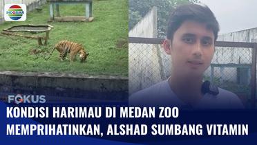 Alshad Ahmad Prihatin dengan Kondisi Kesehatan Harimau di Medan Zoo | Fokus