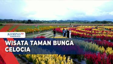 Taman Bunga Celocia Jadi Wisata Favorit Warga di Akhir Pekan