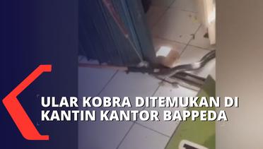Ular Kobra Sepanjang Satu Meter Ditemukan dalam Kantin Kantor Bappeda
