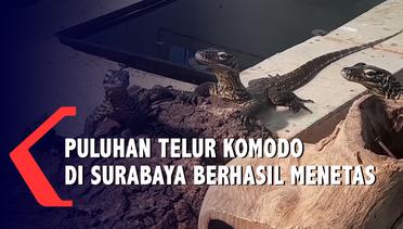 29 Telur Komodo Menetas ! Koleksi Kebun Binatang Surabaya Bertambah