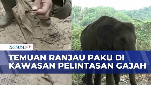 Populasi Gajah Sumatera Turun, Petugas Taman Nasional Tesso Nilo Temukan Ranjau Paku | KOMPAS SIANG