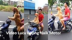 Video Lucu Anjing Naik Sepeda Motor wkwkwk