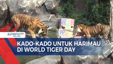 Peringatan World Tiger Day, Harimau di JTP Pesta Daging