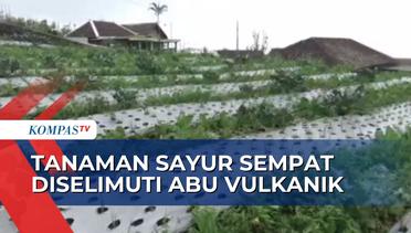 Dampak Erupsi Merapi, Abu Vulkanik Menyelimuti Lahan Pertanian Sayur!