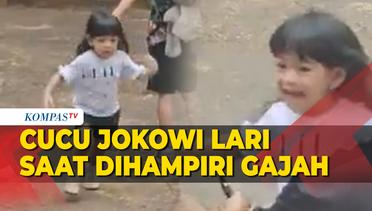 Momen Cucu Jokowi Lari Ketakutan Saat Dihampiri Gajah