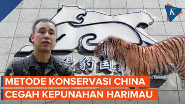 Harimau Siberia Terancam Punah, China Perketat Penjagaan