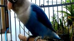 Burung LoveBird Biru Mangsi Perso / Birmang