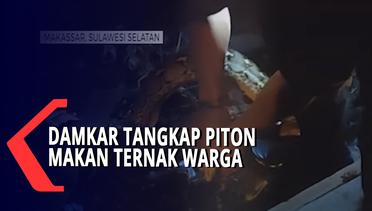 Damkar Tangkap Piton Makan Ternak Warga di kelurahan Lumpue kecamatan Bacukiki kota Parepare