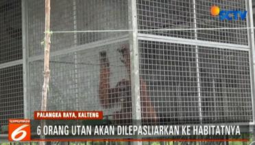 Usai Jalani Rehabilitasi, Sepasang Orangutan di Palangka Raya Dilepasliarkan - Liputan 6 Pagi