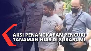 Jebol Dinding, Pencuri di Sukabumi Ambil 11 Tanaman Hias yang Total Harganya Mencapai Rp 250 Juta