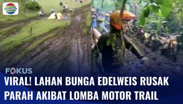 Parah!! Lahan Bunga Edelweis di Ranca Upas Rusak Berat Akibat Lomba Motor Trail Rusuh | Fokus