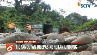 8 Orangutan Dilepas ke Hutan Lindung Kalimantan Tengah - Liputan6 Petang Terkini
