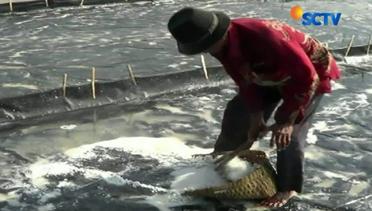 Krisis Garam Meluas hingga ke Pedagang Ikan  Asin di Tasikmalaya - Liputan 6 Siang