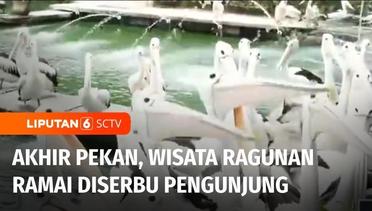 Live Report: Habiskan Akhir Pekan di Ragunan, Pelikan jadi Salah Satu Spot Favorit Pengunjung | Liputan 6