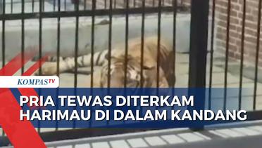 Pria di Samarinda Tewas Diterkam Harimau Saat Hendak Memberi Makan