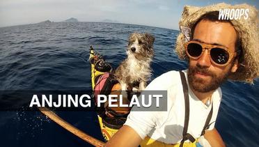 WHOOPS: Pria dan Anjing Kesayangannya Arungi Laut Mediterania Dengan Kayak