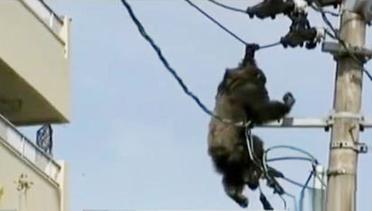 Hujan Bikin Jakarta Macet hingga Simpanse Kabur di Jepang