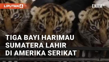Tiga Bayi Harimau Sumatera Lahir di Kebun Binatang Nashville, Amerika Serikat