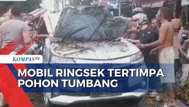 Sebuah Mobil Ringsek Akibat Tertimpa Pohon Tumbang, 2 Orang Terluka