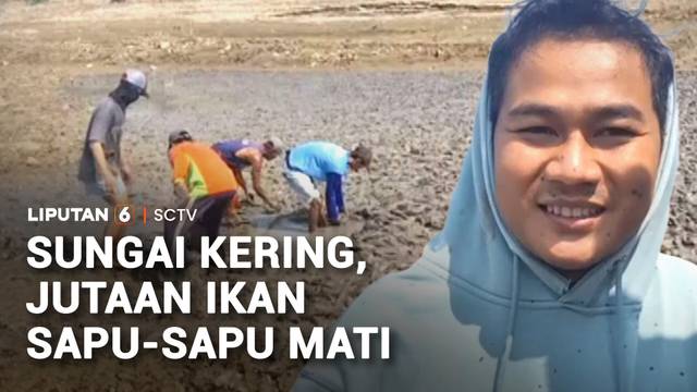 Sungai Kering, Jutaan Ikan Sapu-Sapu Mati | Liputan 6