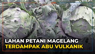 517 Hektare Lahan Pertanian di Magelang Terdampak Abu Vulkanik Gunung Merapi