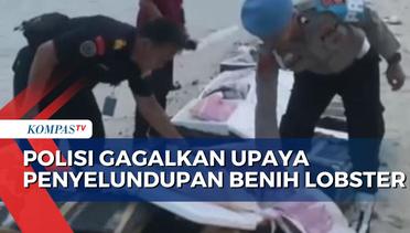 Polisi Gagalkan Upaya Penyelundupan 5.000 Benih Lobster, Kerugian Negara Capai Rp 6 M