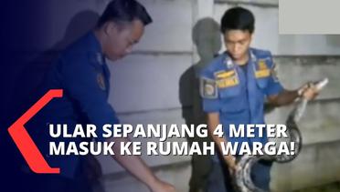 Petugas Damkar Berhasil Evakuasi Ular Sanca Batik Sepanjang 4 Meter dari Dalam Rumah Warga!