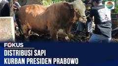 Sapi Kurban Presiden Prabowo Subianto Terjebak Lumpur Saat Akan Dimuat ke Truk | Fokus