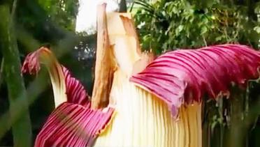 VIDEO: Bunga Bangkai Asal Sumatera Mekar di Kebun Raya Cibodas