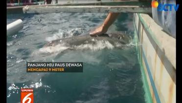 Wisata Bahari Memberi Makan Hiu Paus di Laut Gorontalo - Liputan 6 Siang