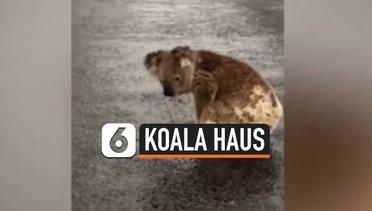 Terekam Video Koala Kehausan Minum Genangan Air Hujan