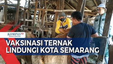Vaksinasi Hewan Ternak di Kampung Pandansari oleh Dinas Peternakan Kota Semarang