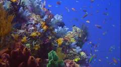 Amazing Raja Ampat Diving beautiful