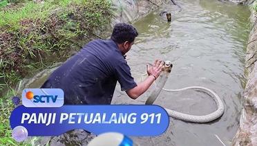 Wadidaw! Panji Mampu Rescue 2 King Kobra Besar | Panji Petualang 911