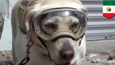 Anjing penyelamat: Frida sang anjing penyelamat dalam gempa Meksiko - TomoNews