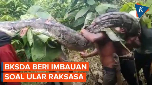 Viral Warga Tangkap dan Potong Ular Raksasa di Muna Barat - Kompascom |  Vidio