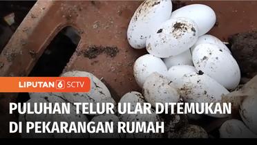 Temuan Puluhan Telur Ular dan Sarangnya Buat Geger Warga Kampung Cijambe, Garut _ Liputan 6