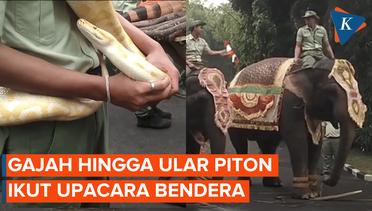 Momen Satwa Bali Safari Ikut Upacara Bendera HUT RI