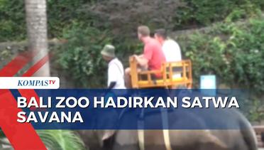 Tak Perlu ke Afrika, Bali Zoo di Gianyar Hadirkan Berbagai Satwa Savana