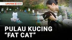 Pulau 'Fat Cat', Pulau Khusus Bagi Para Pecinta Kucing | Liputan 6