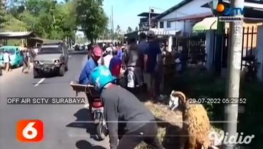 Pasar Hewan Ditutup, Pedagang Berjualan Di Pinggir Jalan