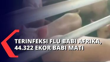 44.322 Ekor Babi Mati Terinfeksi Flu Babi Afrika, Diduga Wabah Menyebar Lewat Aliran Air