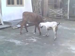 Kambing VS Kerbau | Vidio