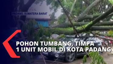 Hujan Deras Disertai Angin Kencang, Pohon di Kota Padang Tumbang dan Timpa 1 Unit Mobil!