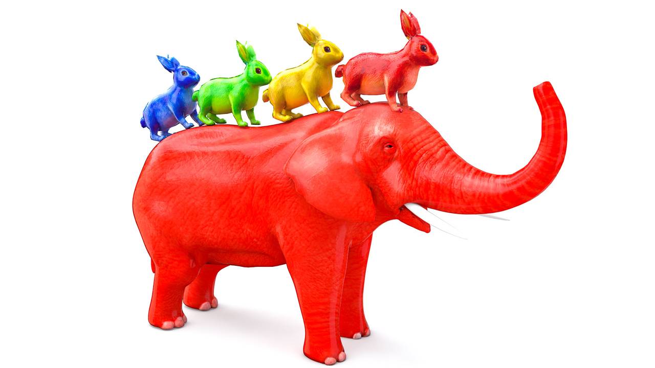 jadwal makan kelinci