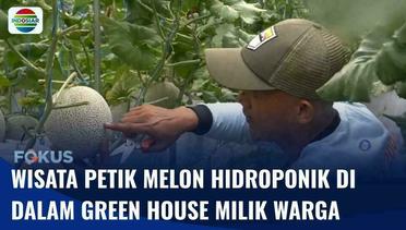Serunya Wisata Petik Melon di Dalam Green House Milik Warga di Kab. Bogor | Fokus