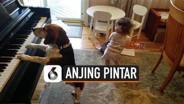 Viral Seekor Anjing Pintar Mainkan Piano 