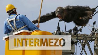 Simpanse Ini Ditembak Saat Kabur dari Kebun Binatang